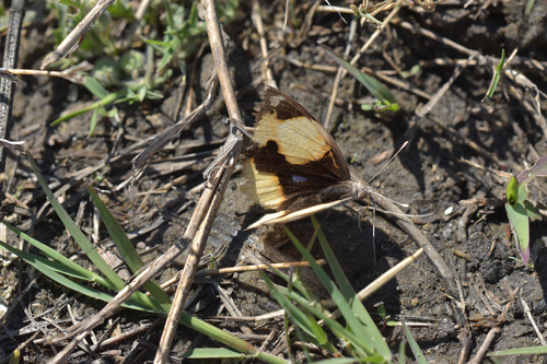 African Yellow Pansy