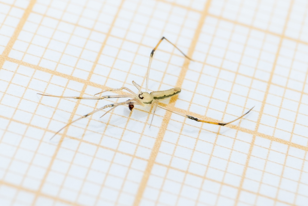 Spintharus gracilis