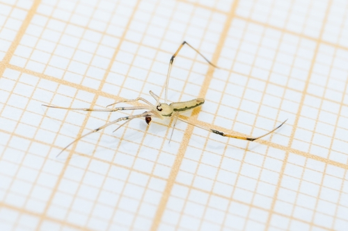Spintharus gracilis
