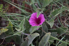 Ipomoea ommanneyi
