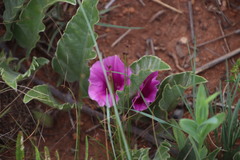Ipomoea ommanneyi