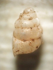 Gastrocopta contracta