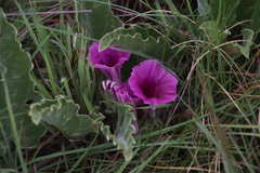 Ipomoea ommanneyi