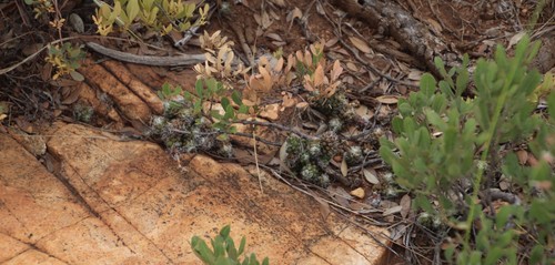 Anacampseros decapitata