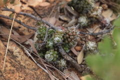 Anacampseros decapitata