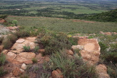 Searsia magalismontana magalismontana