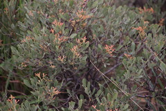Searsia magalismontana magalismontana