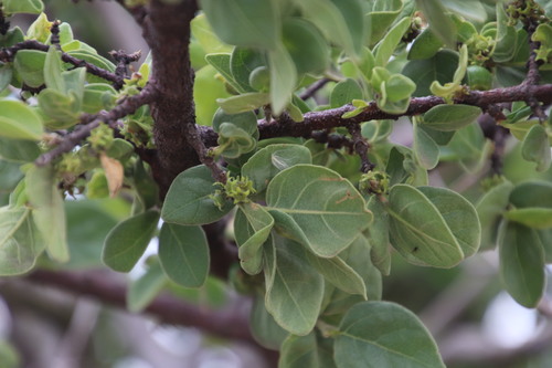 Image of Vangueria parvifolia by (c) Tony Rebelo, some rights reserved (CC BY-SA)