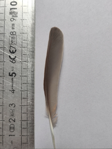 Plume de Grive mauvis