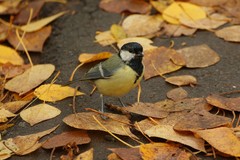 Parus major