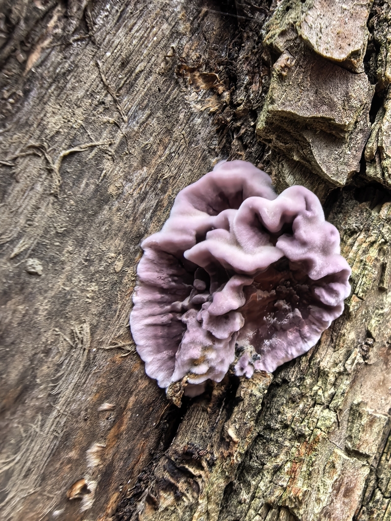 Chondrostereum purpureum · November 2025 · photo: © bogylia (iNaturalist, cc-by)