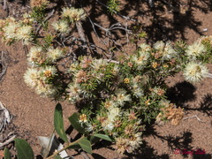 Melaleuca systena