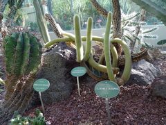 Cleistocactus