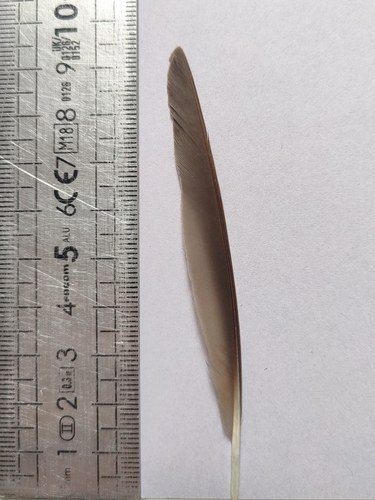 Plume de Grive mauvis