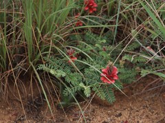 Indigofera oxytropis