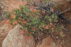 Searsia magalismontana magalismontana