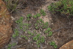 Craterostigma wilmsii