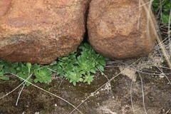 Craterostigma wilmsii