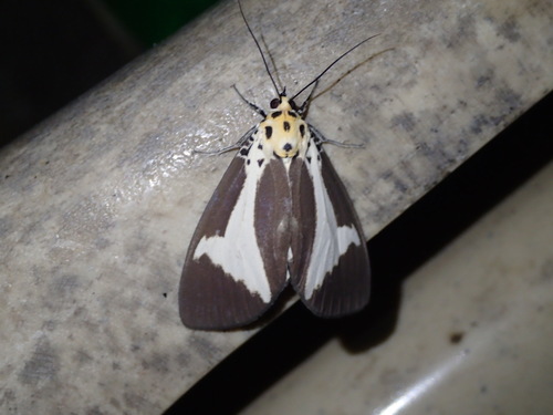 Asota trinacria