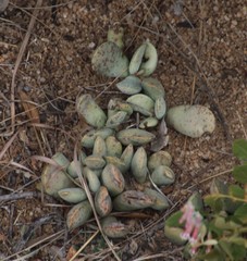 Adromischus umbraticola