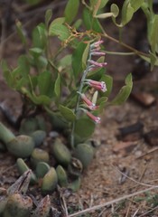Adromischus umbraticola