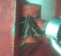 Hippotion velox