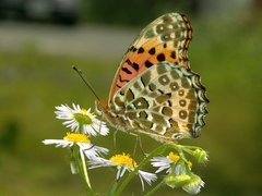 Argynnis hyperbius