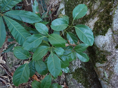 Cinnamomum parthenoxylon observed 2025-11-12
