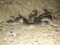 Stenorrhina degenhardtii