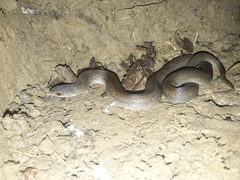 Stenorrhina degenhardtii