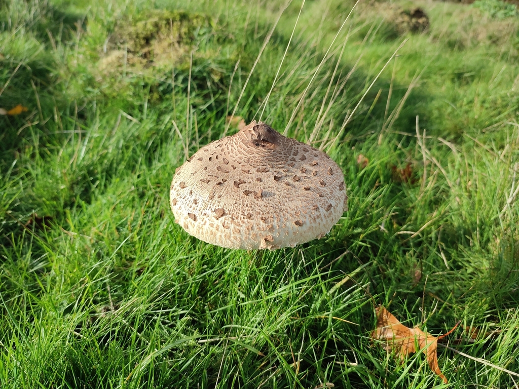Macrolepiota procera