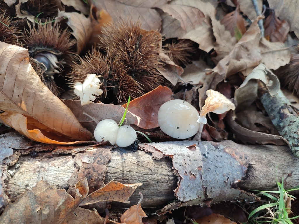 Oudemansiella mucida · November 2025 · photo: © dyo86 (iNaturalist, cc-by)