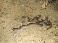 Stenorrhina degenhardtii