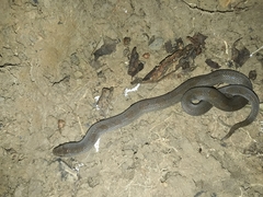 Stenorrhina degenhardtii