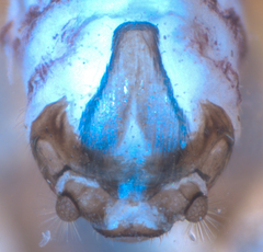 Peripsocus subfasciatus