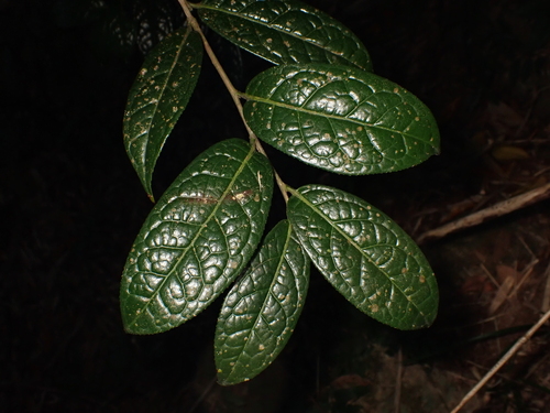 Camellia granthamiana observed 2025-11-12