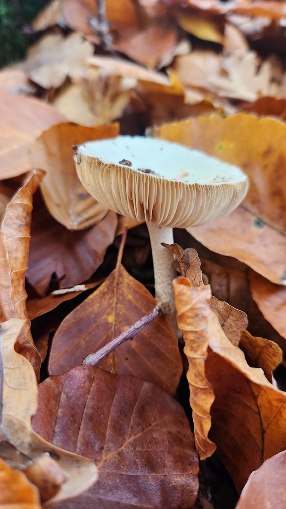 Amanita citrina · November 2025 · photo: © tedsteiner (iNaturalist, cc0)