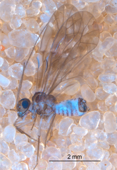 Peripsocus subfasciatus