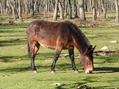 Equus asinus × caballus