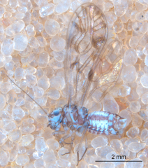 Philotarsus californicus