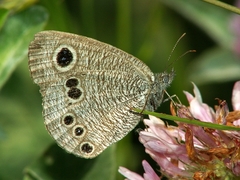 Ypthima argus