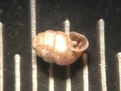Vertigo gouldii