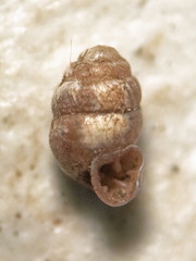 Vertigo gouldii