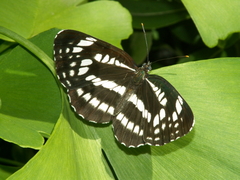 Neptis pryeri