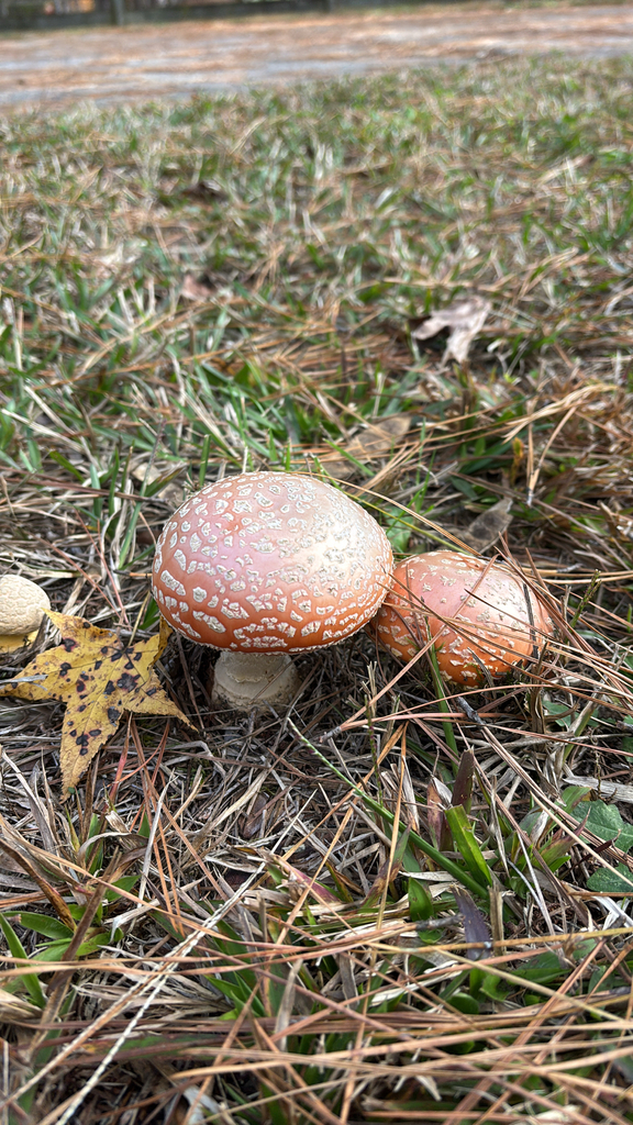 Amanita persicina · November 2025 · photo: © white_paw (iNaturalist, cc-by-sa)