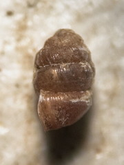 Vertigo gouldii