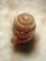 Vertigo gouldii