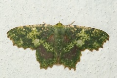 Paramaxates polygrapharia