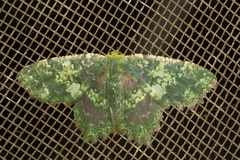 Paramaxates polygrapharia