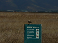 Anthus australis